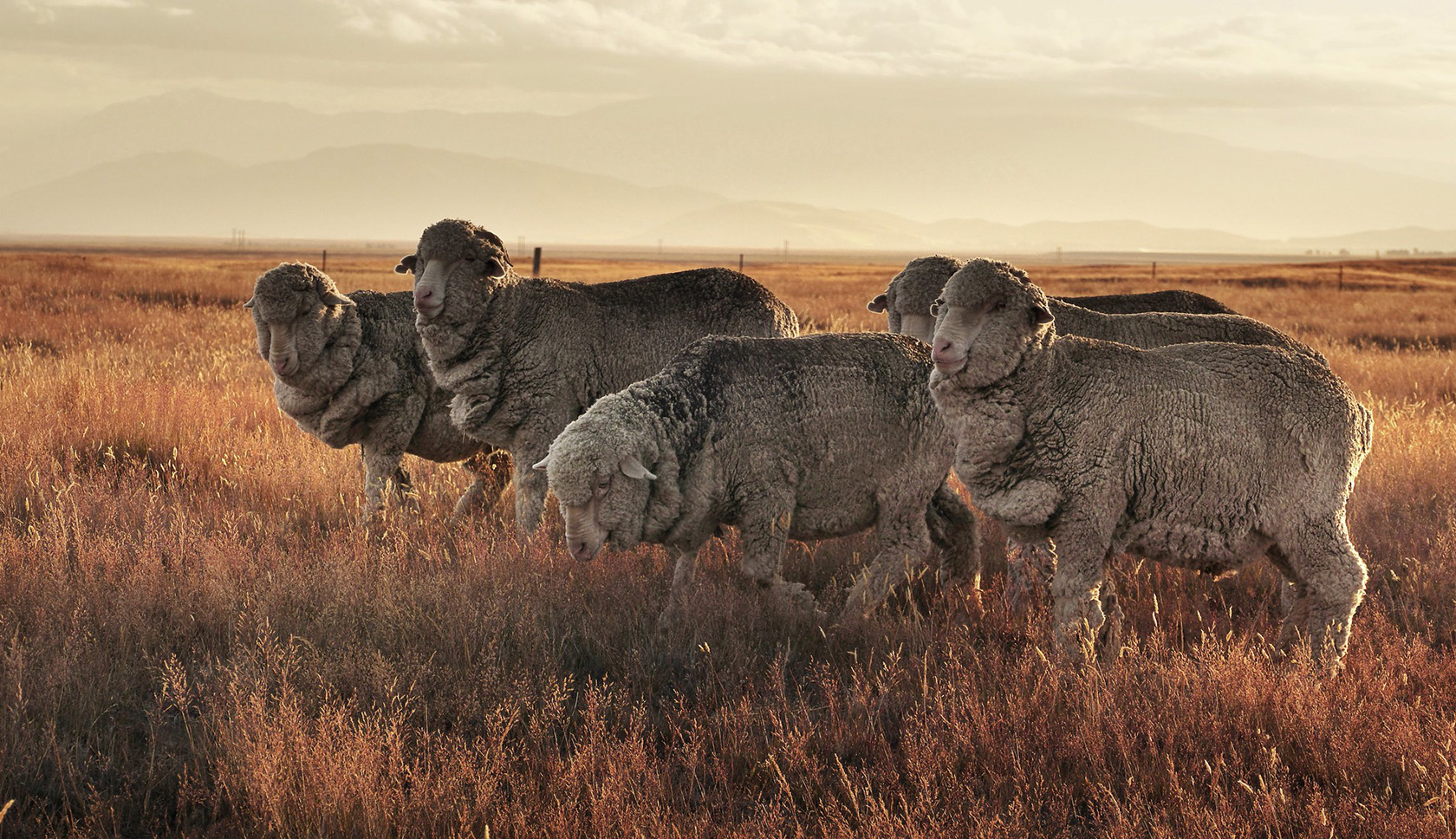 groep merinowollen schapen