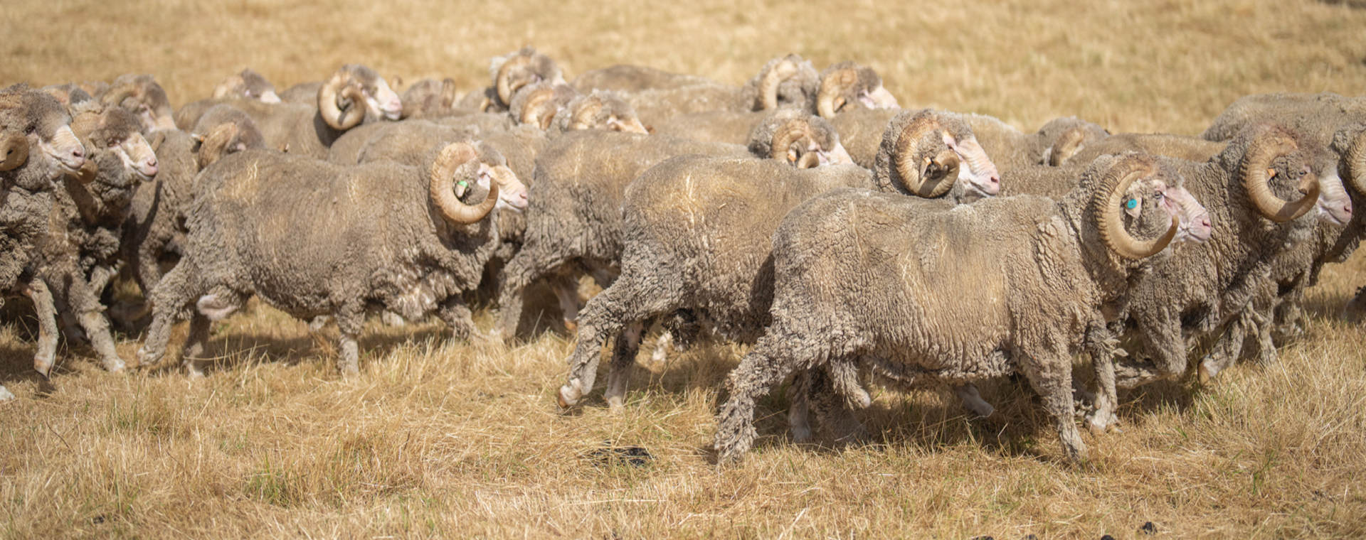 Van eigenschappen tot gebruik: wat is merinowol?