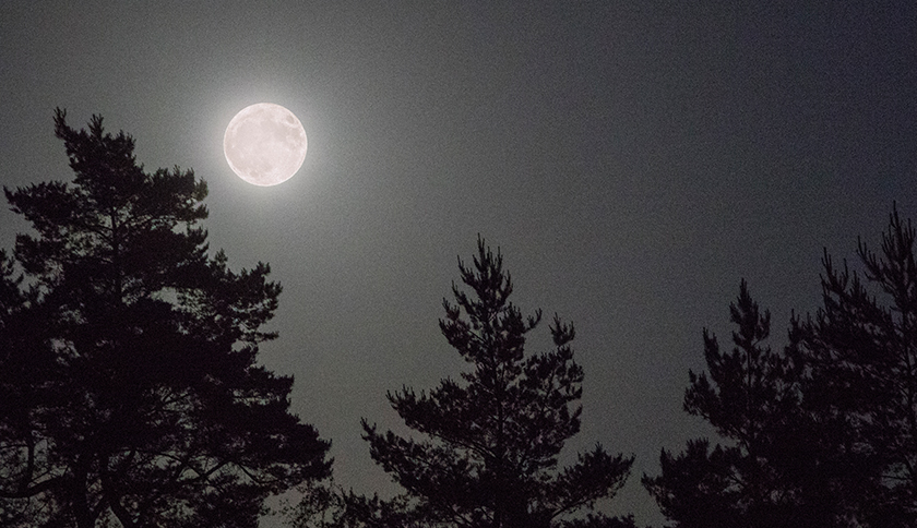 volle maan met bomen