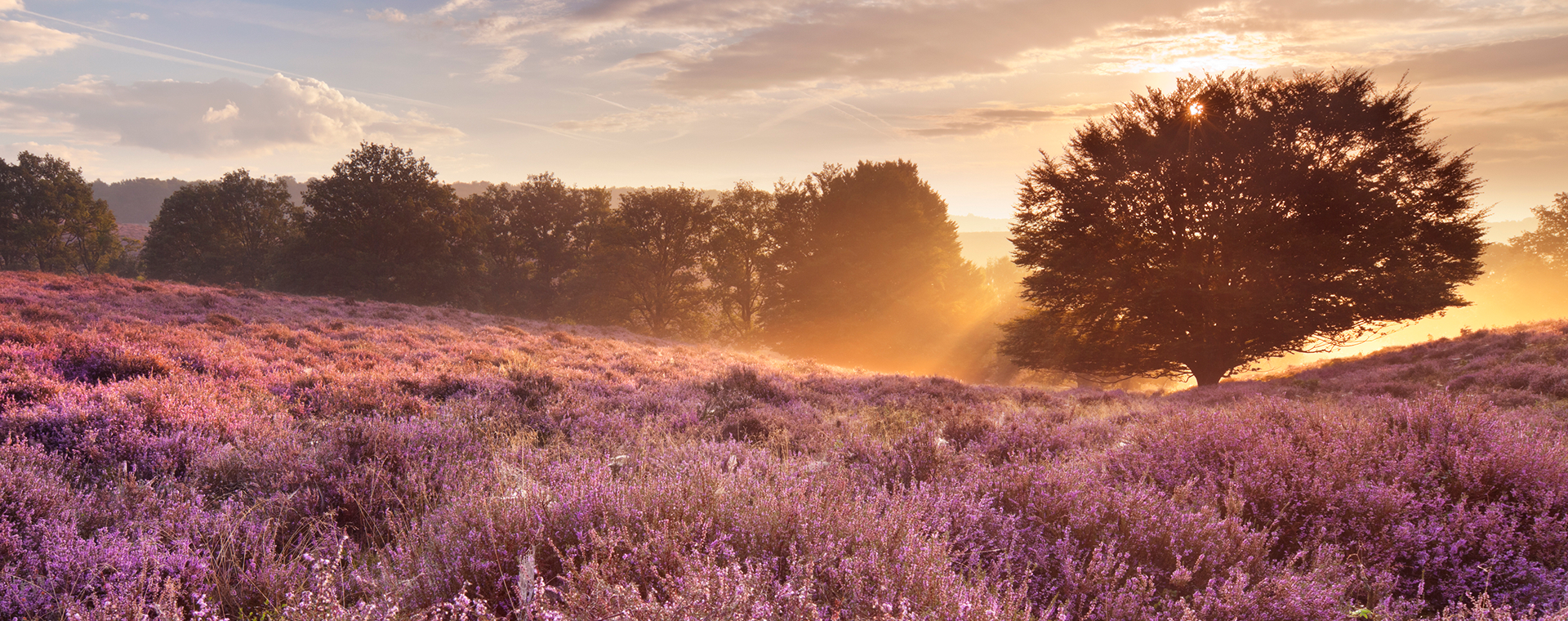 De mooiste heideroutes: hier moet je zijn