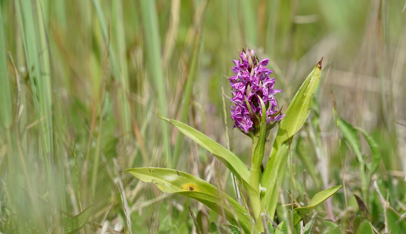 Een close-up van een paarse rietorchis