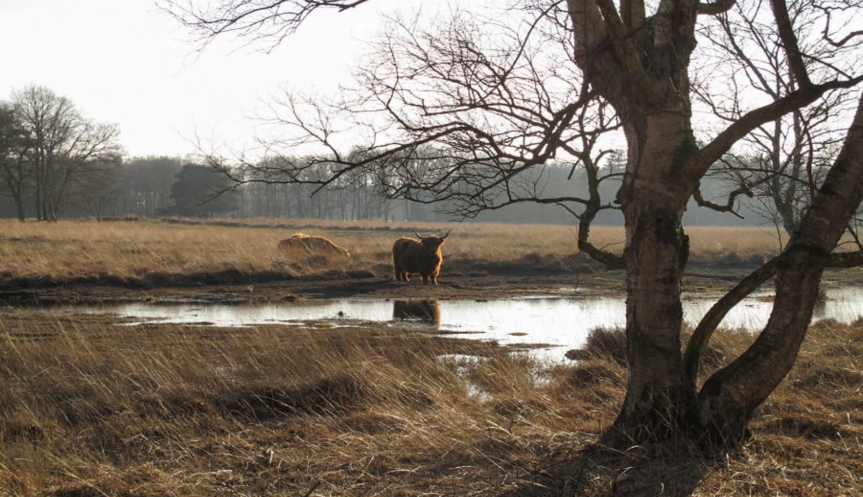 een jonge man loopt rustig door de bossen