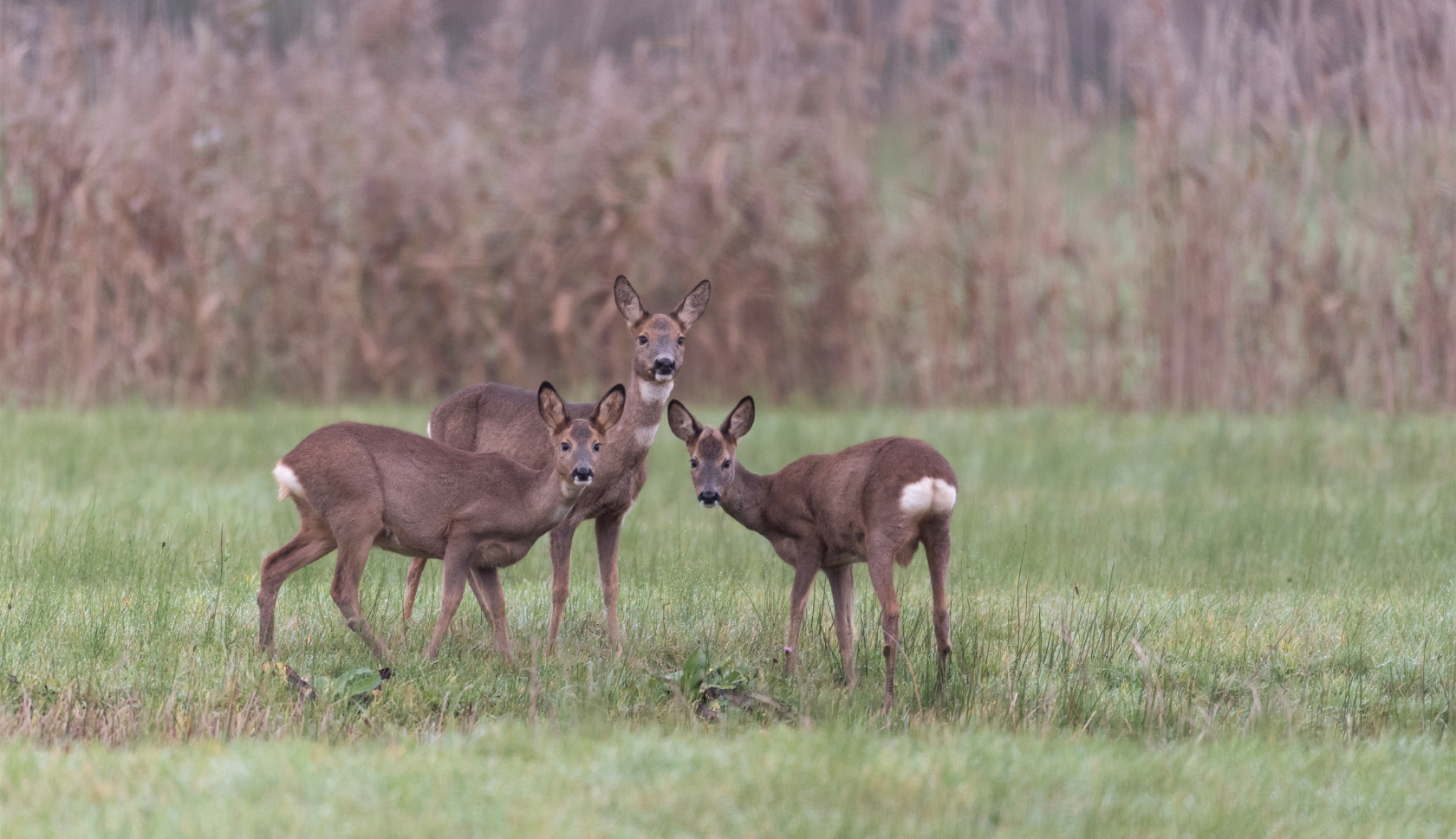 Boswachterspad Deurzerdiep