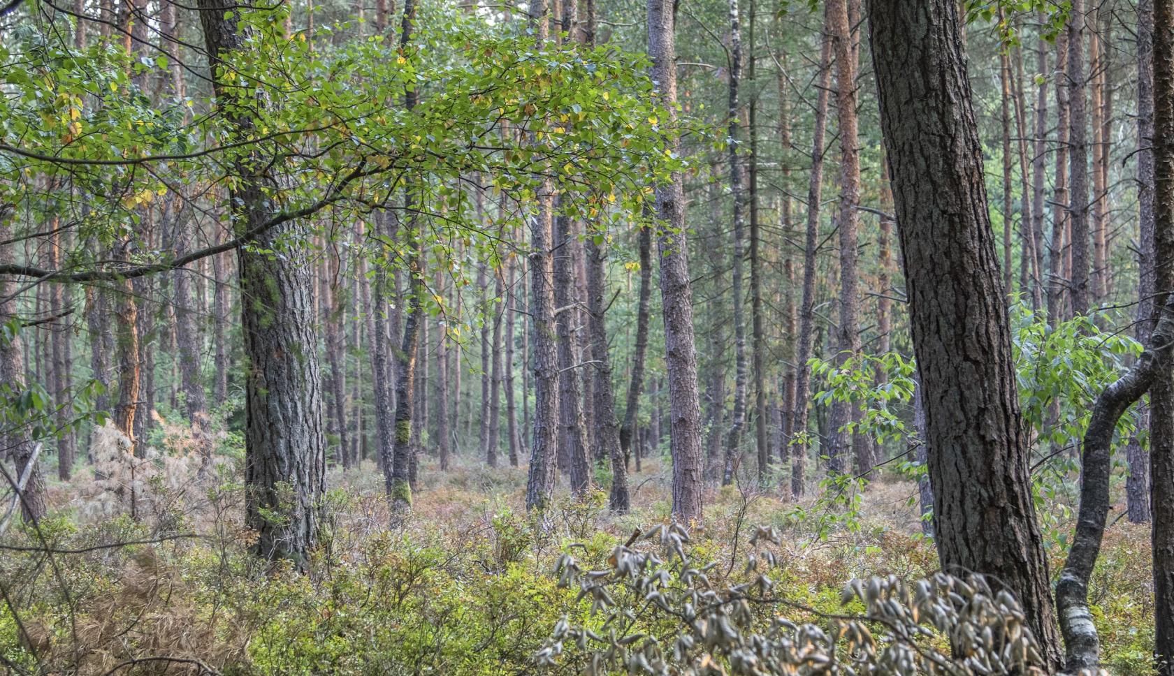 een jonge man loopt rustig door de bossen