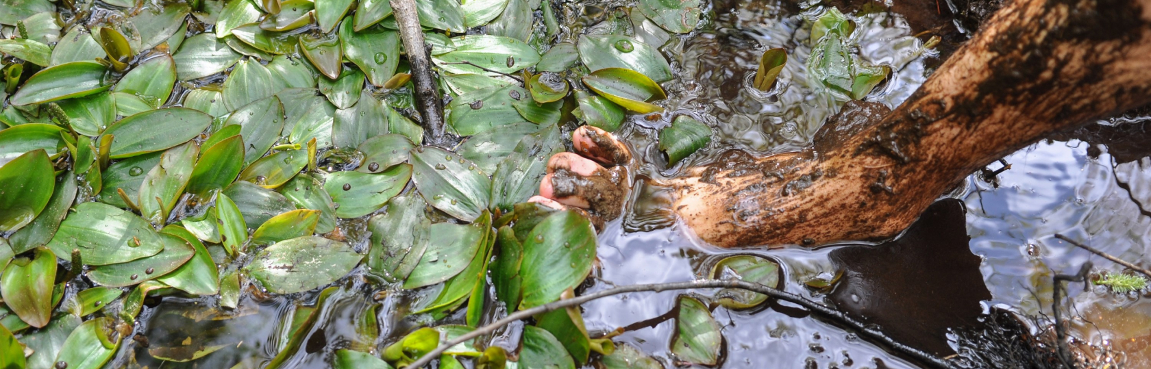 Een voet in het water met modder en blaadjes
