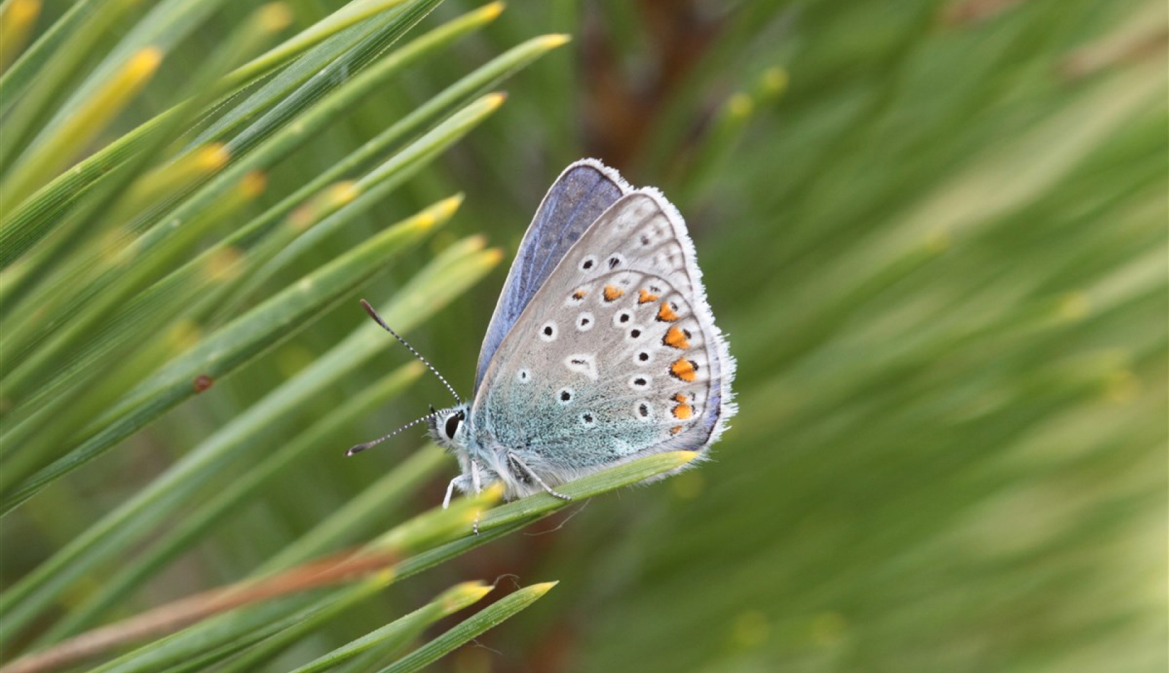 Een close-up van de vlinder Icarusblauwtje