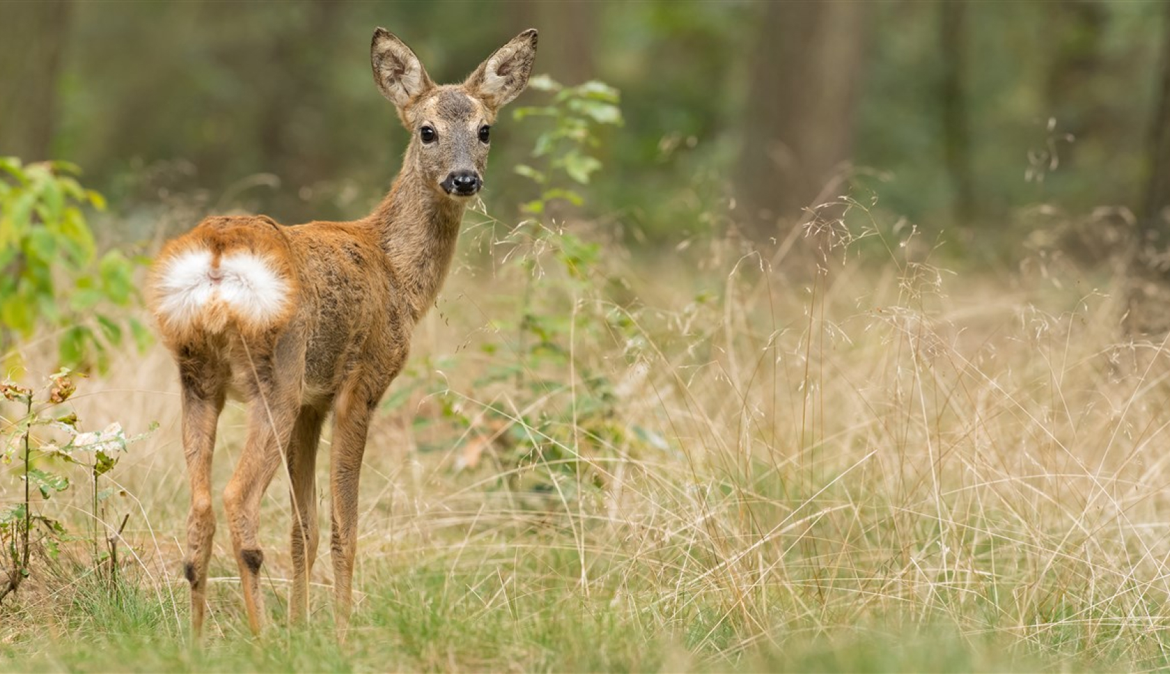 Een ree kijkt in de camera in een bos bij Sint Anthonis 