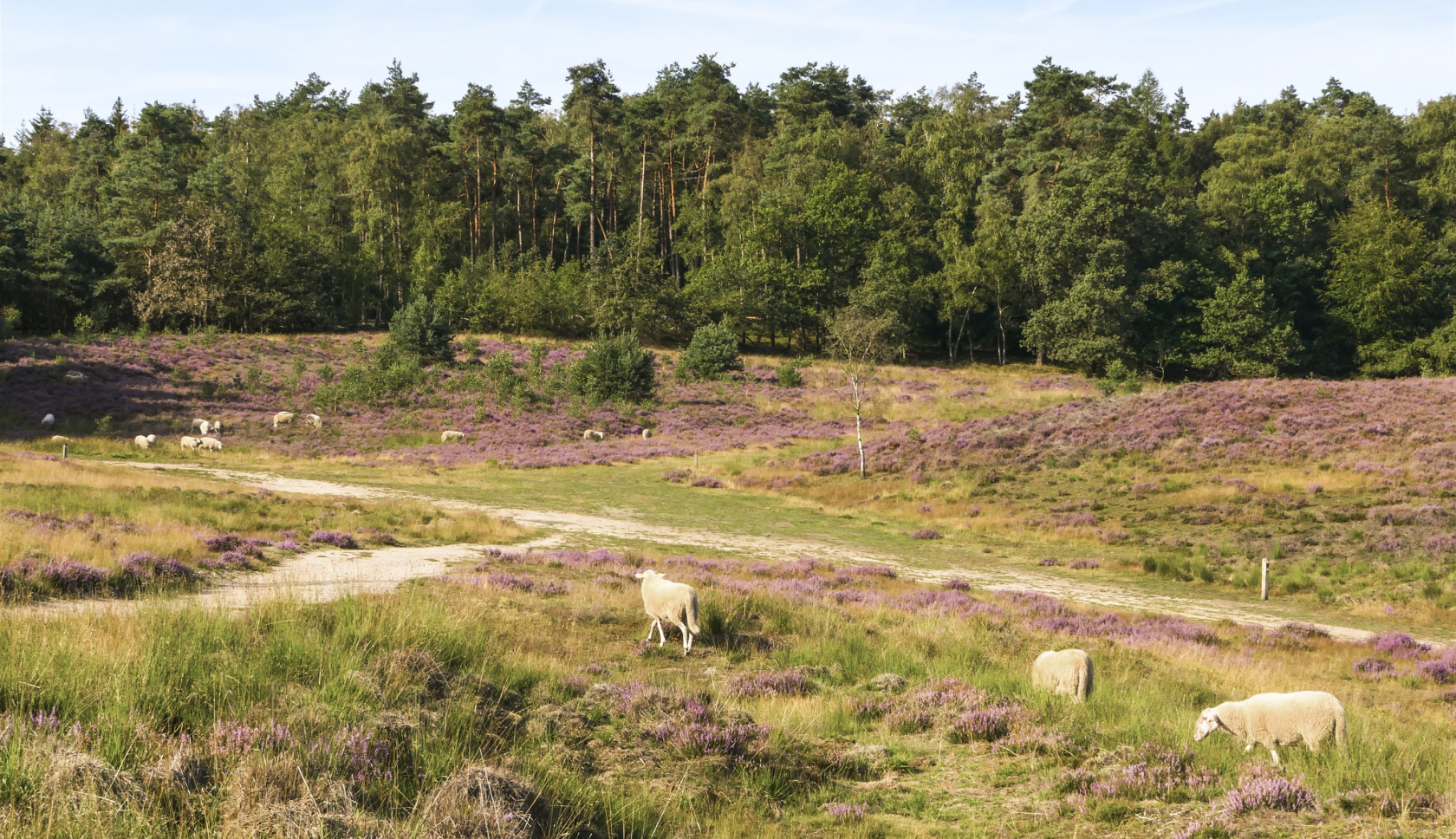 Schapen grazen aan een bosrand in een Gelders heidelandschap