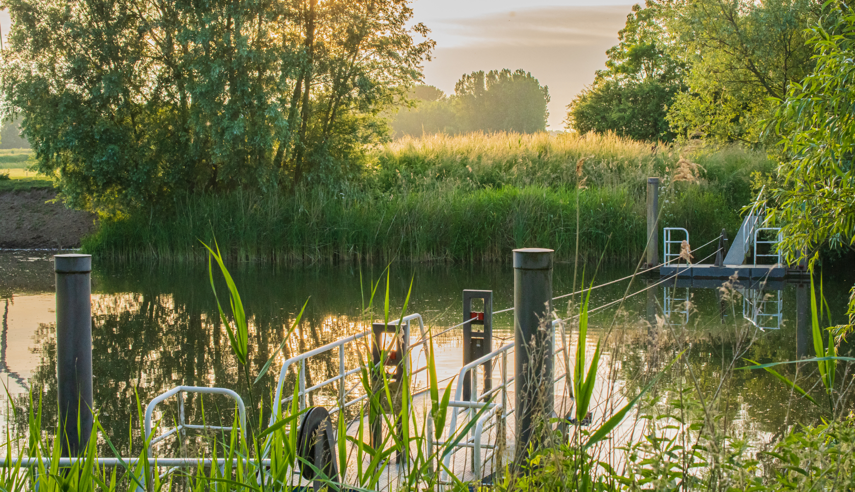 Een trekpondje wordt omringd door hoog gras in natuurgebied Oeverlanden Hollands Diep