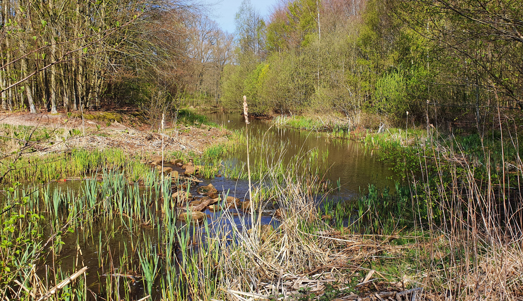 Een moerasachtig landschap in de Ter Apelerbossen
