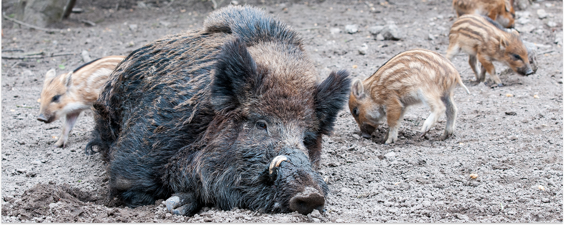 10 gouden tips voor wild spotten in Nederland