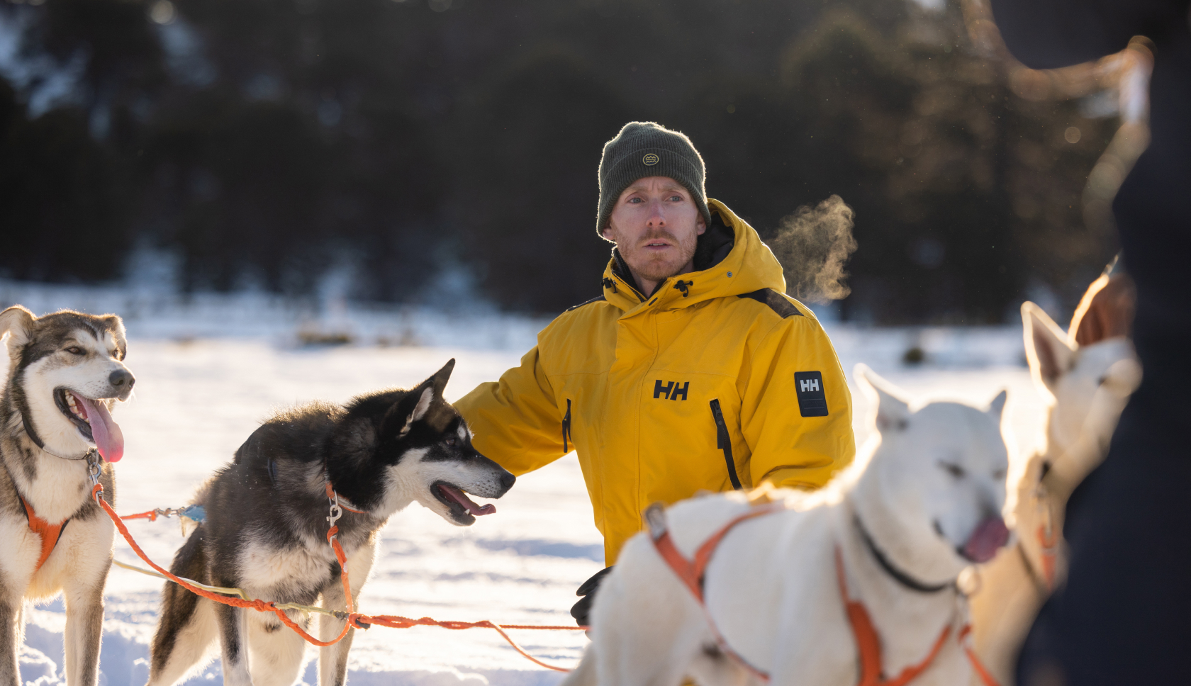 man aait huskies in Lapland
